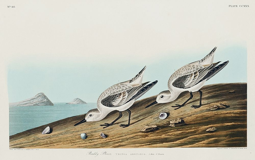 Sanderling art print by John James Audubon for $57.95 CAD