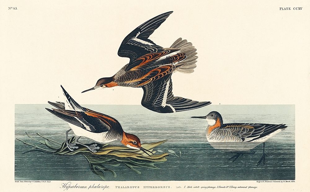 Hyperborean phalarope art print by John James Audubon for $57.95 CAD