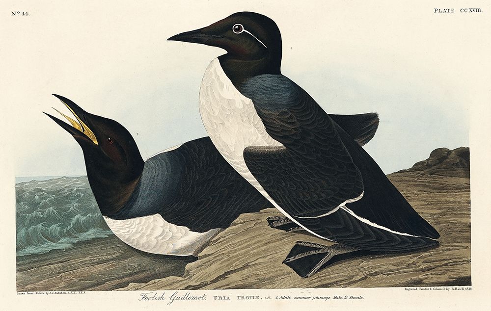 Foolish Guillemot art print by John James Audubon for $57.95 CAD