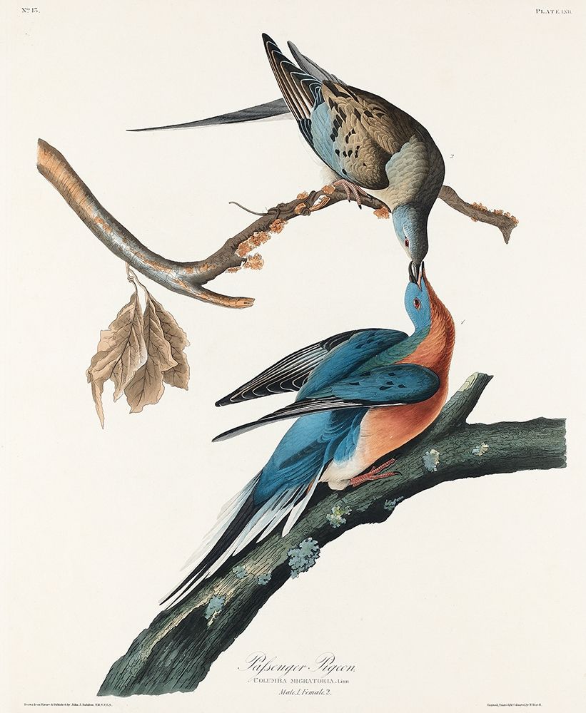 Passenger Pigeon art print by John James Audubon for $57.95 CAD
