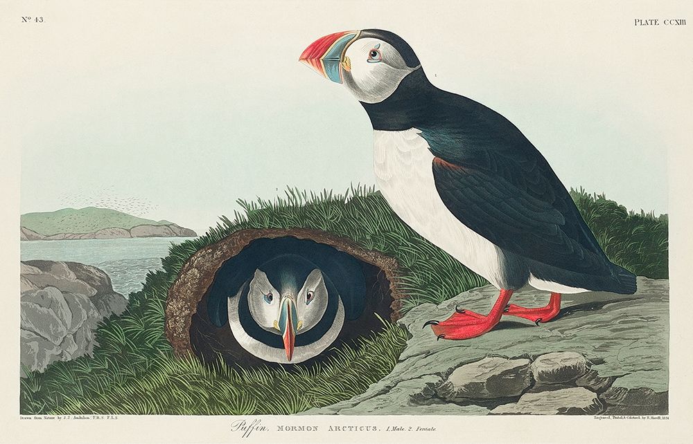 Puffin art print by John James Audubon for $57.95 CAD