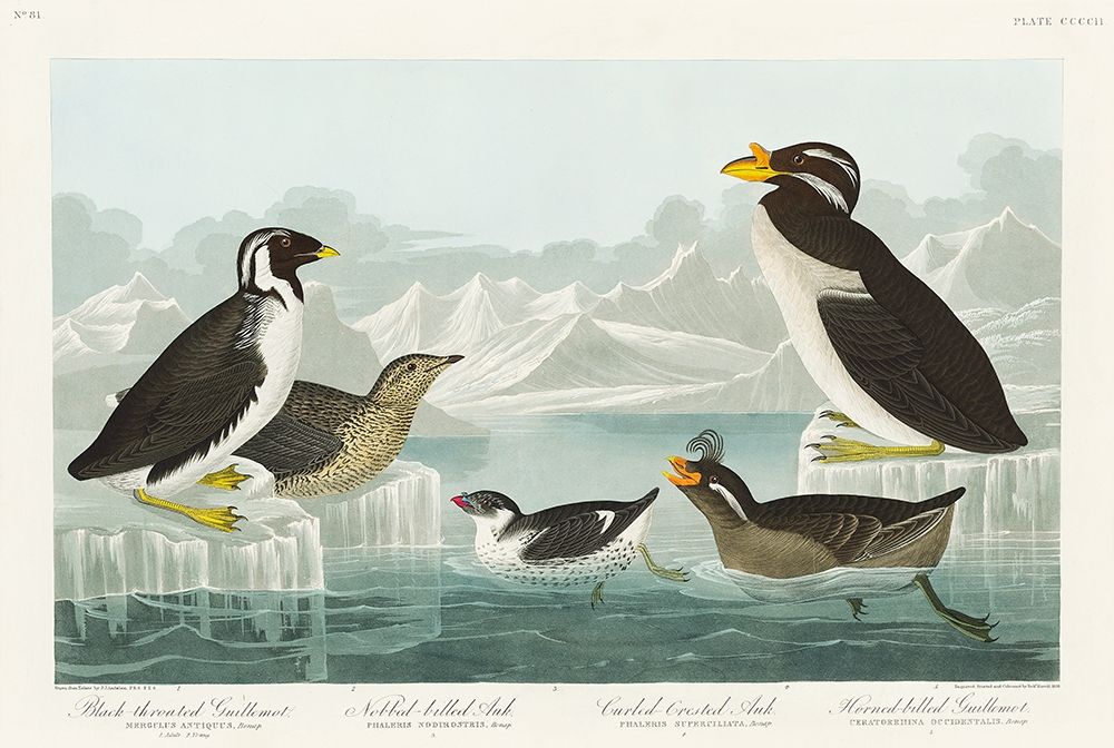 Black-throated Guillemot, Nobbed-billed Auk, Curled-crested Auk and Horned-billed Guillemot art print by John James Audubon for $57.95 CAD