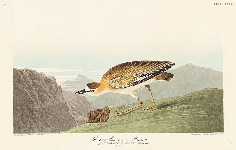 Rocky Mountain Plover art print by John James Audubon for $57.95 CAD