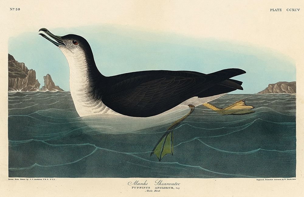 Manks Shearwater art print by John James Audubon for $57.95 CAD