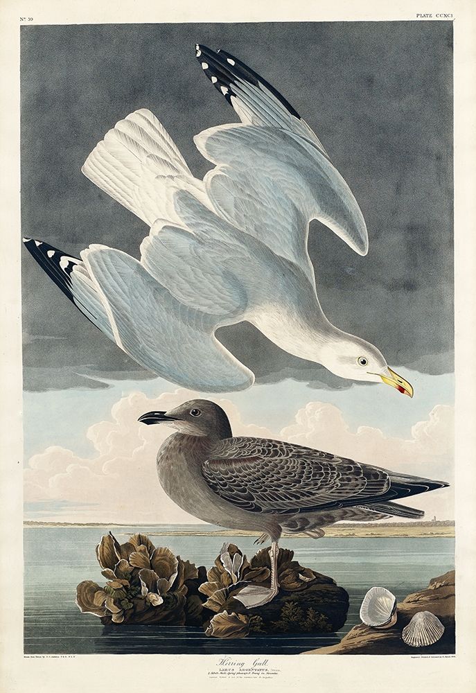 Herring Gull art print by John James Audubon for $57.95 CAD