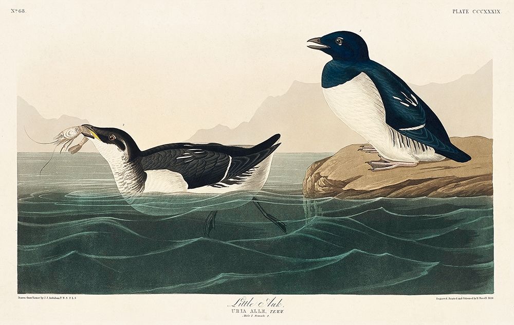 Little Auk art print by John James Audubon for $57.95 CAD