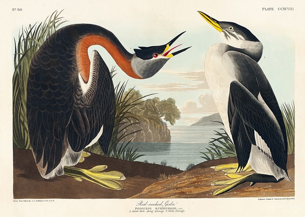 Red-necked Grebe art print by John James Audubon for $57.95 CAD