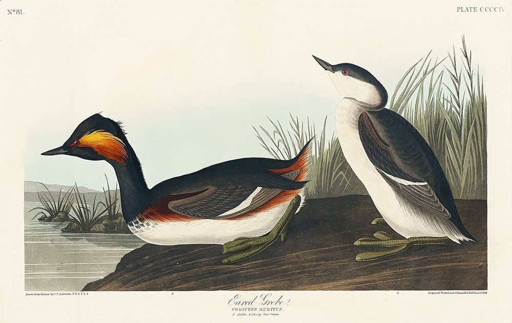 Eared Grebe art print by John James Audubon for $57.95 CAD