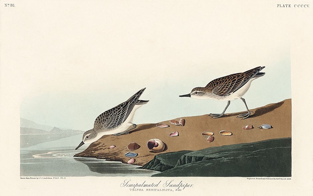 Semipalmated Sandpiper art print by John James Audubon for $57.95 CAD