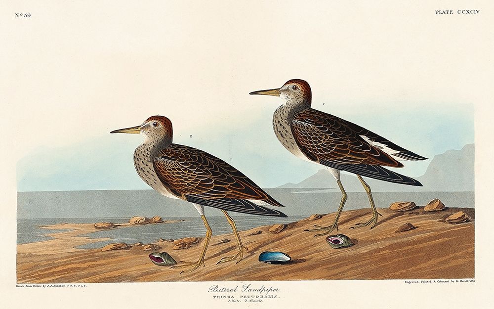 Pectoral Sandpiper art print by John James Audubon for $57.95 CAD