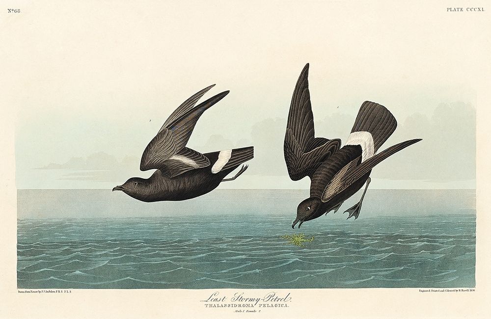 Least Stormy-Petrel art print by John James Audubon for $57.95 CAD
