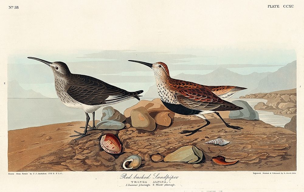Red backed Sandpiper art print by John James Audubon for $57.95 CAD