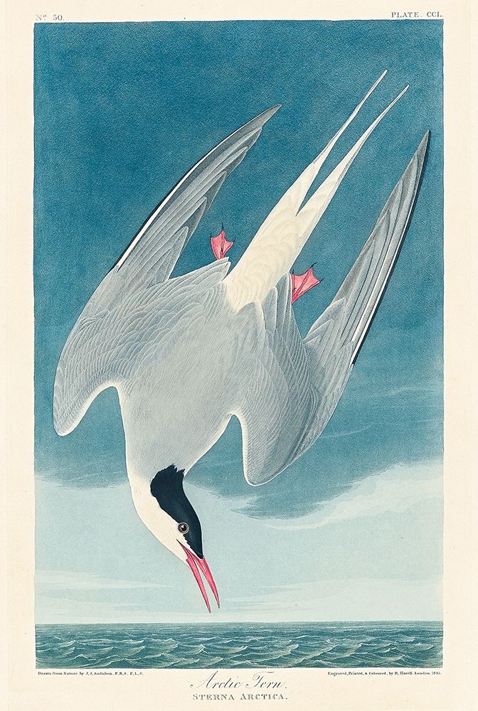 Arctic Tern art print by John James Audubon for $57.95 CAD