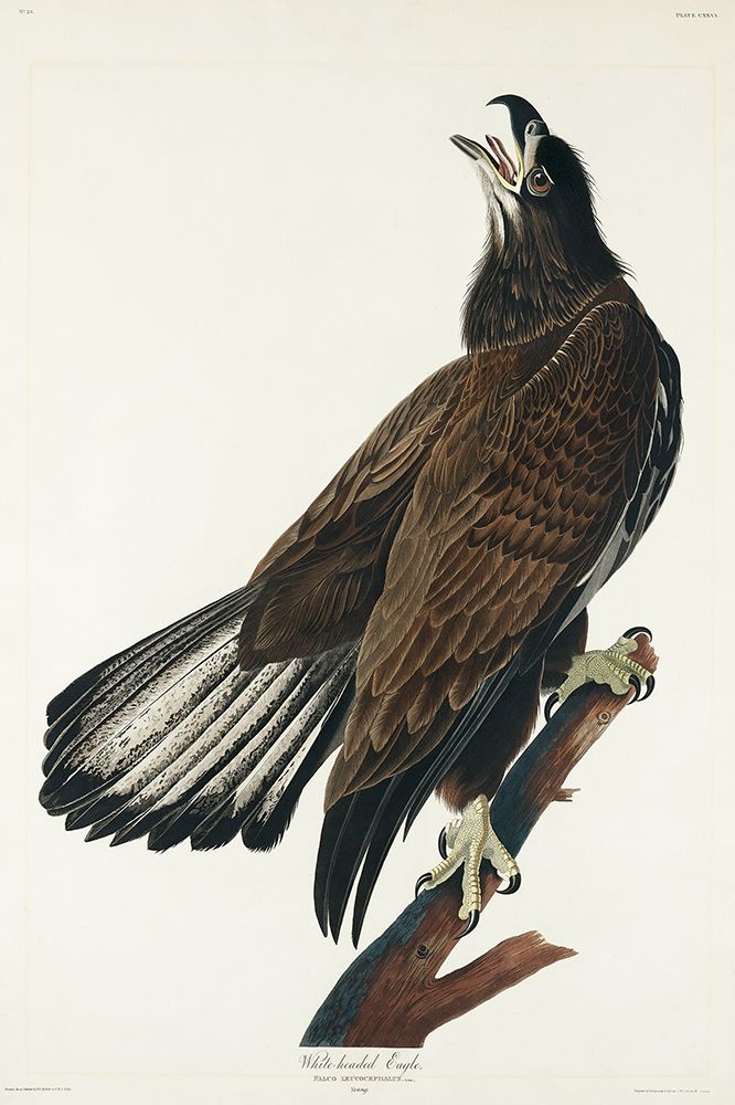 White-headed Eagle by John James Audubon