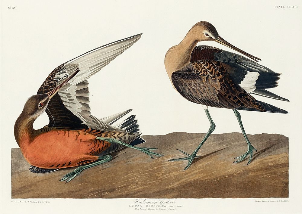 Hudsonian Godwit art print by John James Audubon for $57.95 CAD