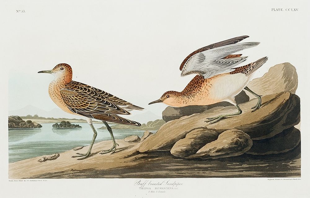Buff breasted Sandpiper art print by John James Audubon for $57.95 CAD