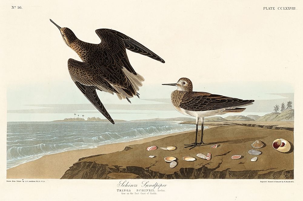 Schinzs Sandpiper art print by John James Audubon for $57.95 CAD