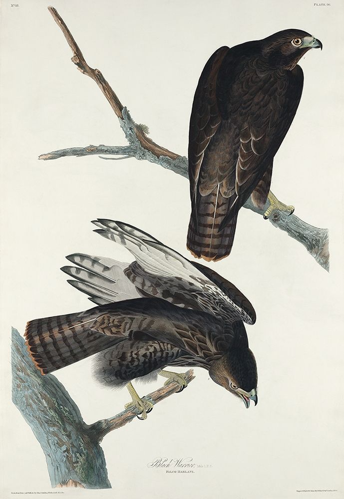 Black Warrior art print by John James Audubon for $57.95 CAD