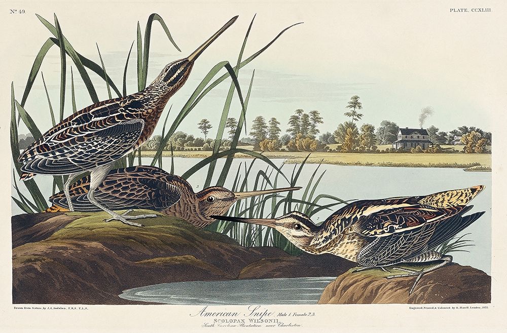 American Snipe art print by John James Audubon for $57.95 CAD