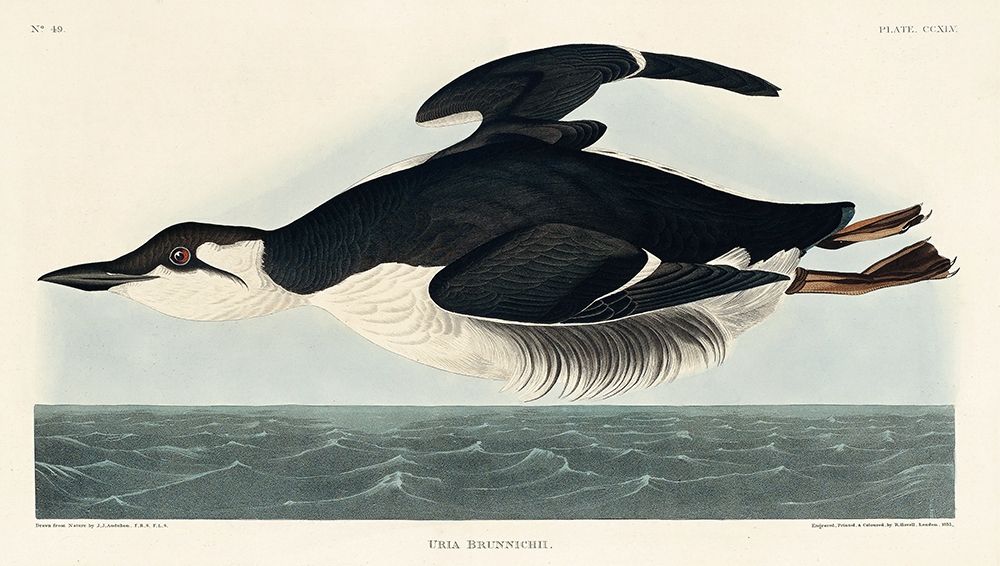 Uria Brunnichi art print by John James Audubon for $57.95 CAD