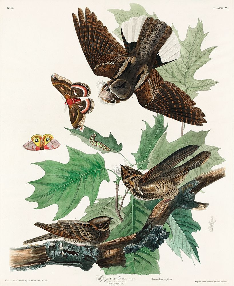 Whip-poor-will art print by John James Audubon for $57.95 CAD