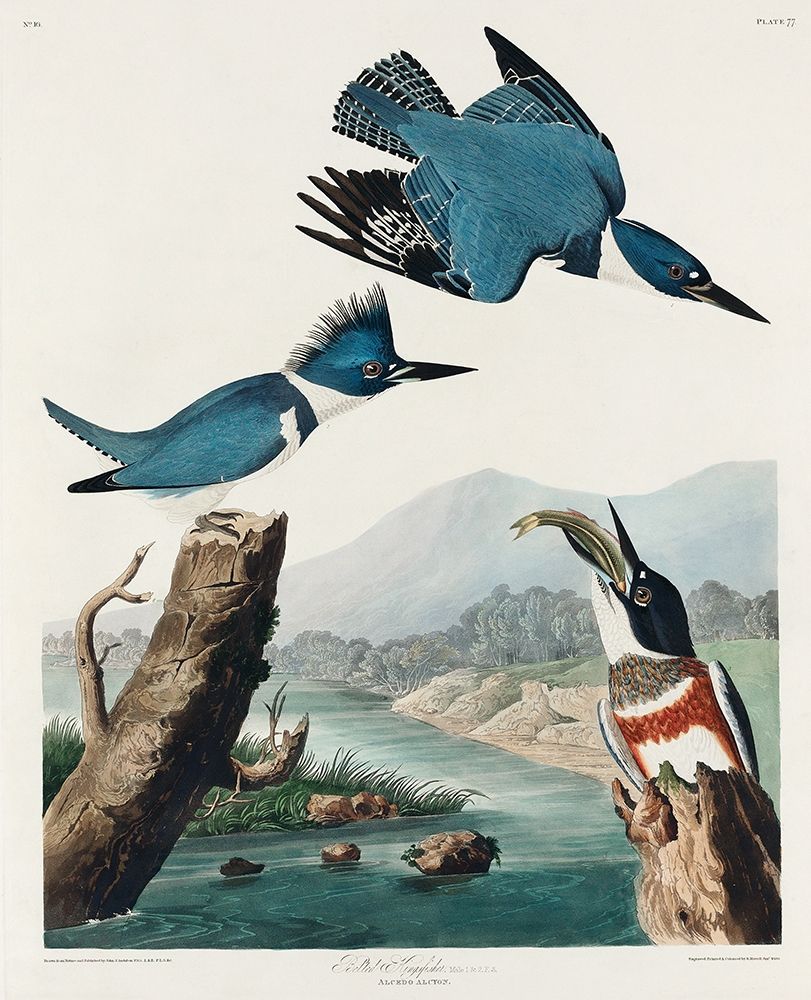 Belted Kingfisher by John James Audubon