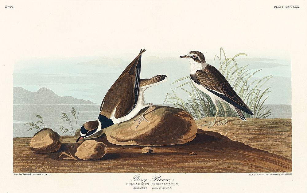 Ring Plover art print by John James Audubon for $57.95 CAD