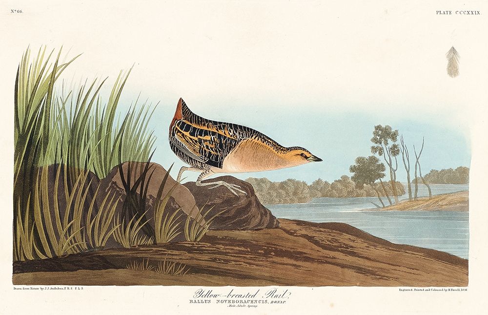 Yellow-breasted Rail art print by John James Audubon for $57.95 CAD