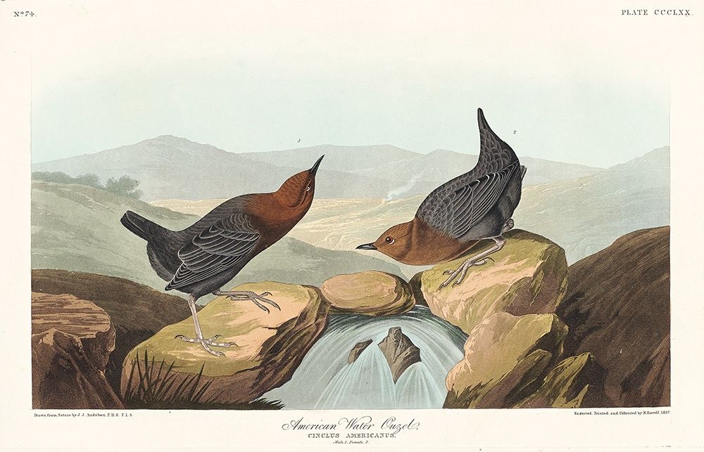 American Water Ouzel art print by John James Audubon for $57.95 CAD