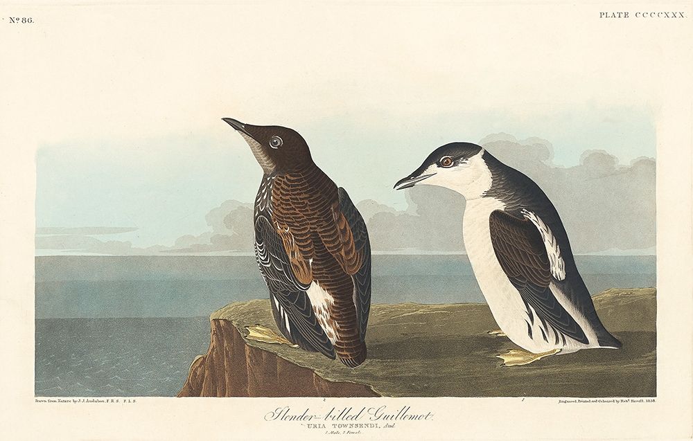 Slender-billed Guillemot art print by John James Audubon for $57.95 CAD