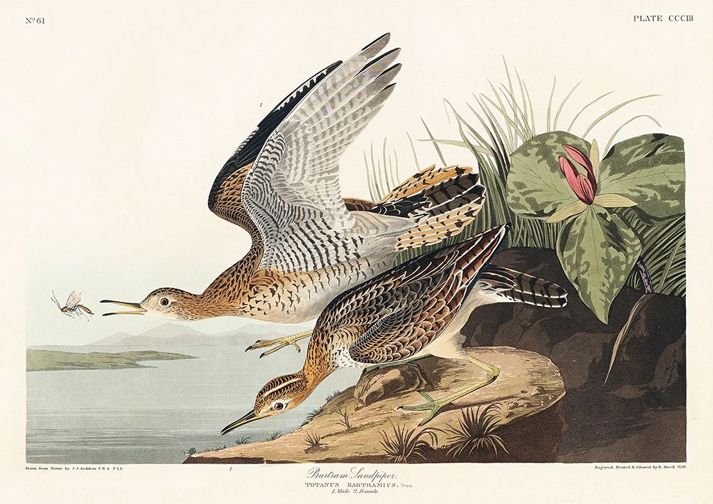 Bartram Sandpiper art print by John James Audubon for $57.95 CAD