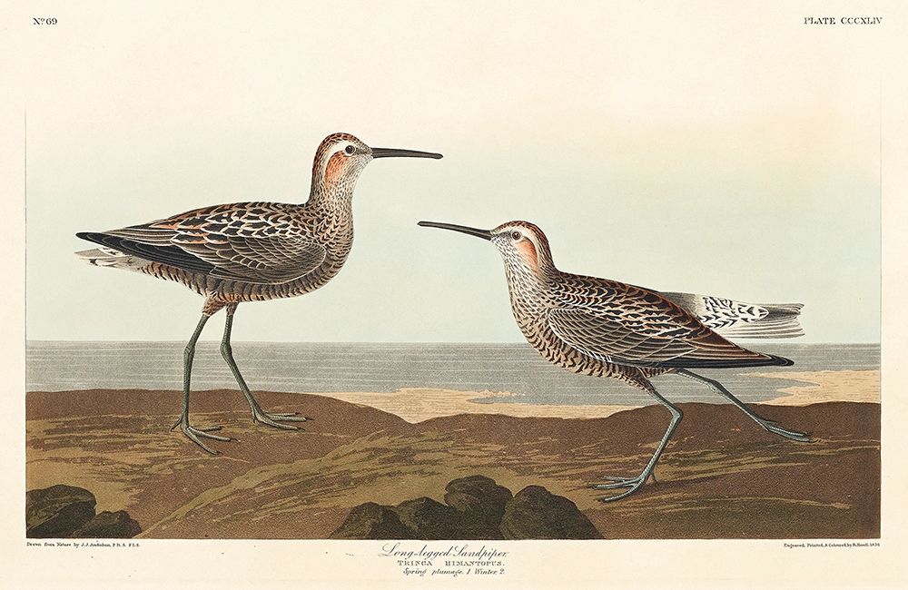 Long-legged Sandpiper art print by John James Audubon for $57.95 CAD