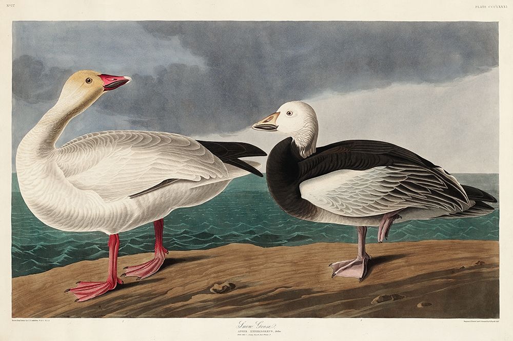 Snow Goose art print by John James Audubon for $57.95 CAD
