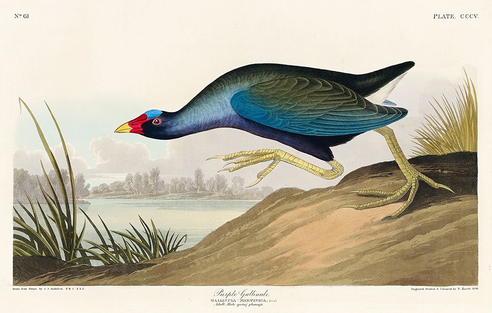Purple Gallinule art print by John James Audubon for $57.95 CAD