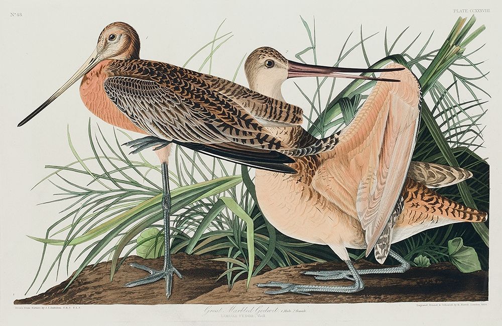 Great Marbled Godwit art print by John James Audubon for $57.95 CAD