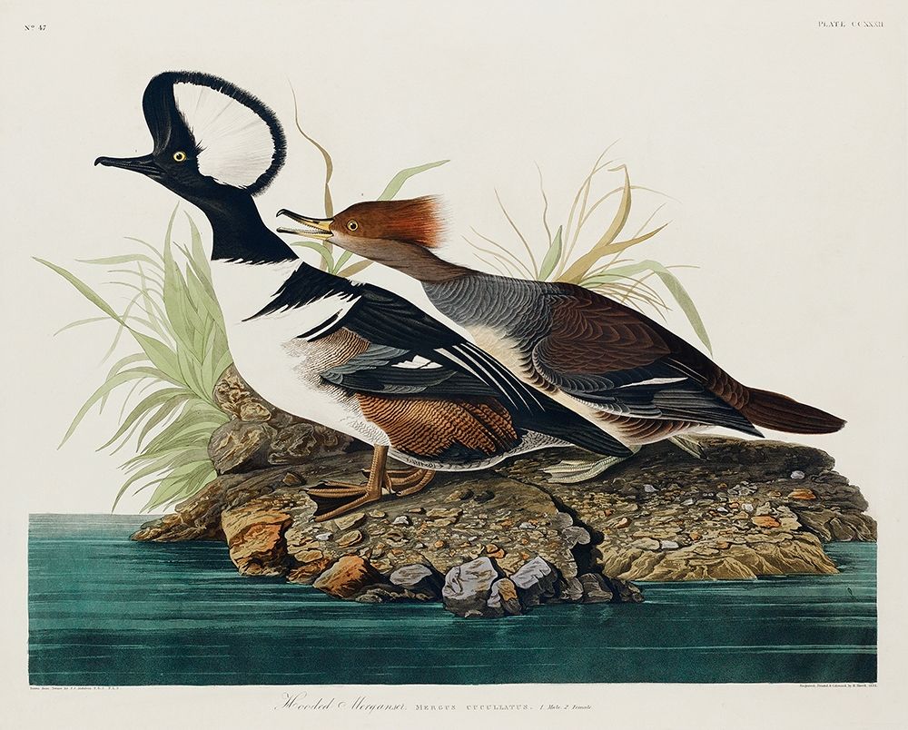 Hooded Merganser art print by John James Audubon for $57.95 CAD