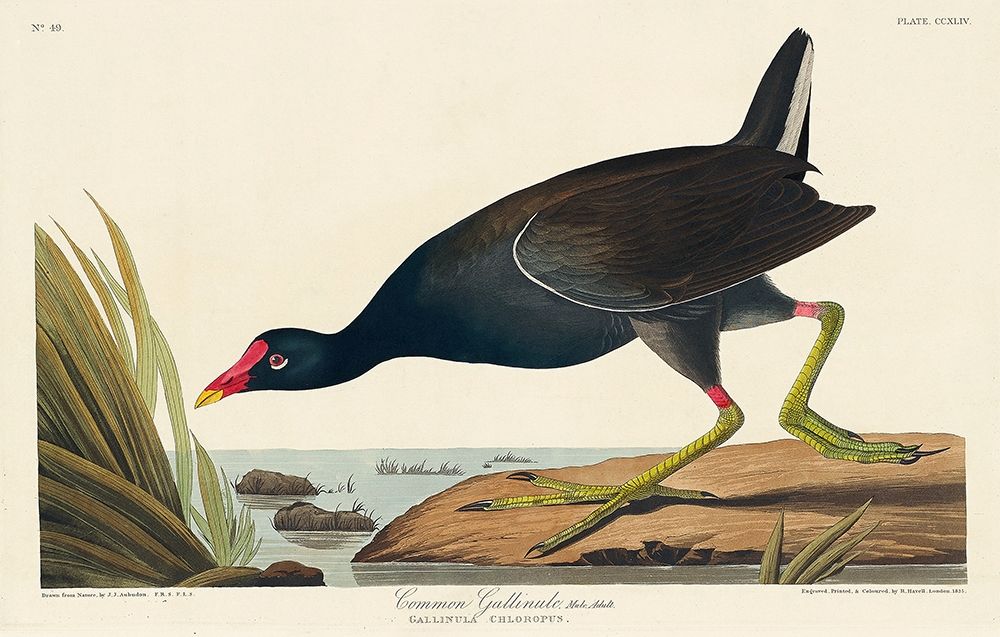 Common Gallinule art print by John James Audubon for $57.95 CAD