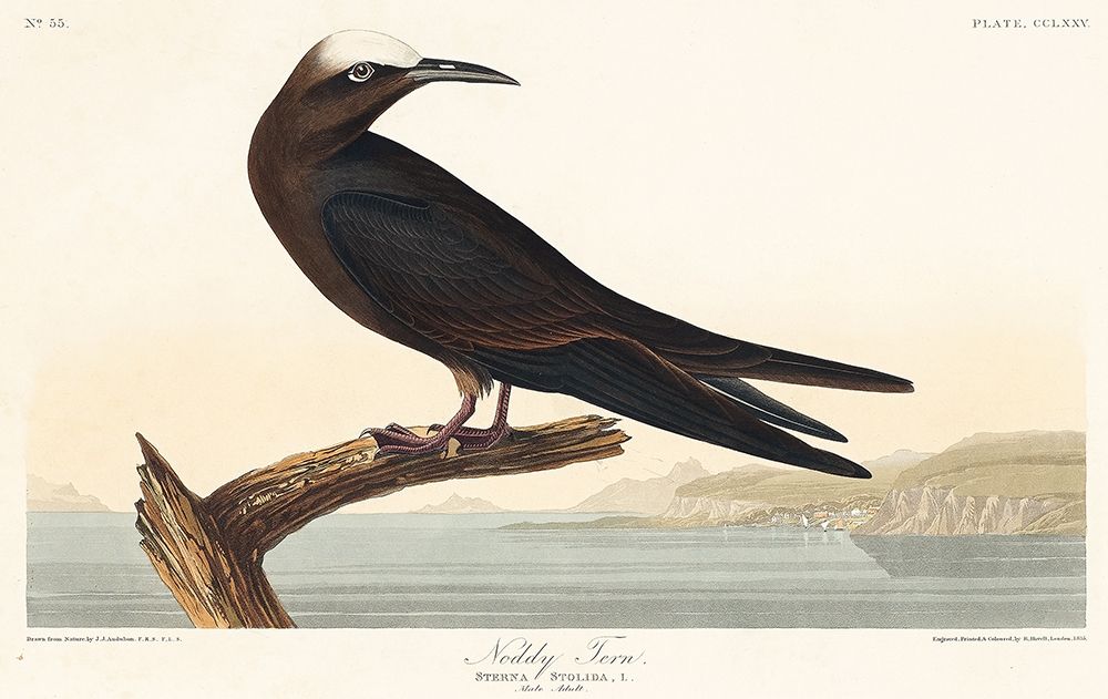 Noddy Tern art print by John James Audubon for $57.95 CAD