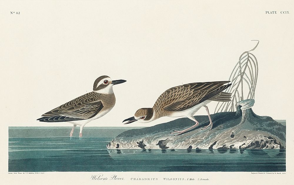 Wilsons Plover art print by John James Audubon for $57.95 CAD