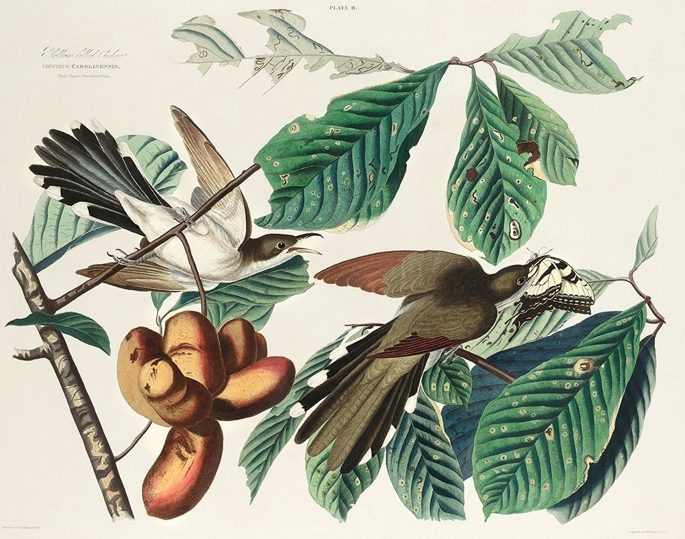 Yellow-billed Cuckoo art print by John James Audubon for $57.95 CAD