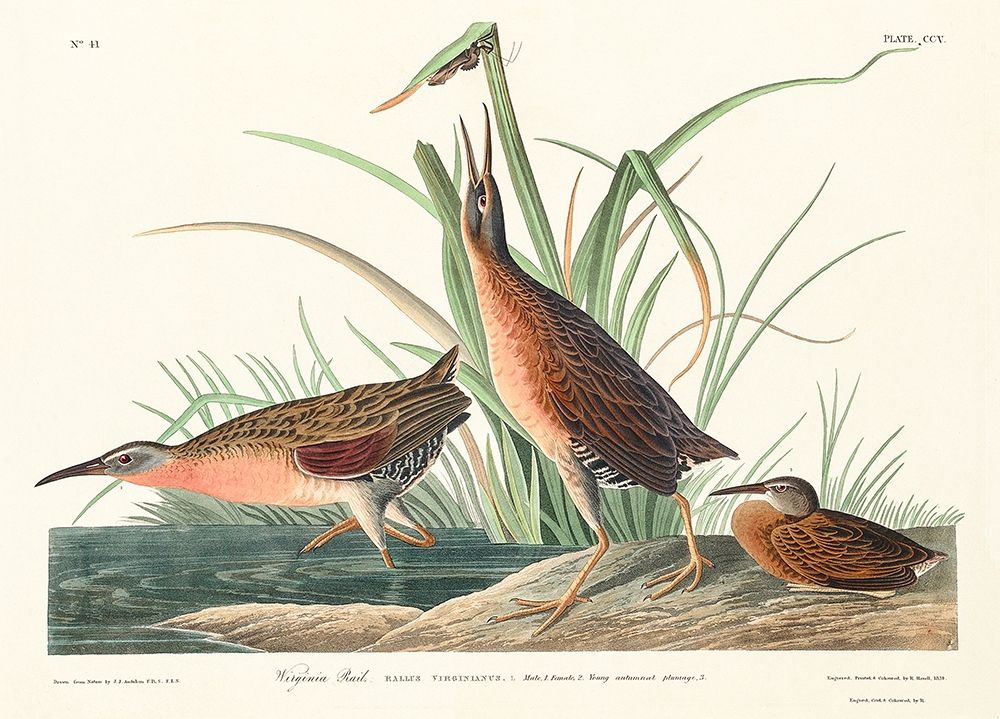 Virginia Rail art print by John James Audubon for $57.95 CAD