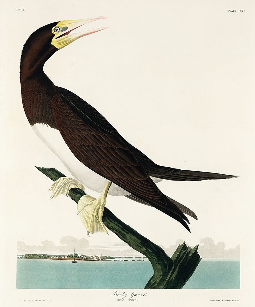 Booby Gannet art print by John James Audubon for $57.95 CAD