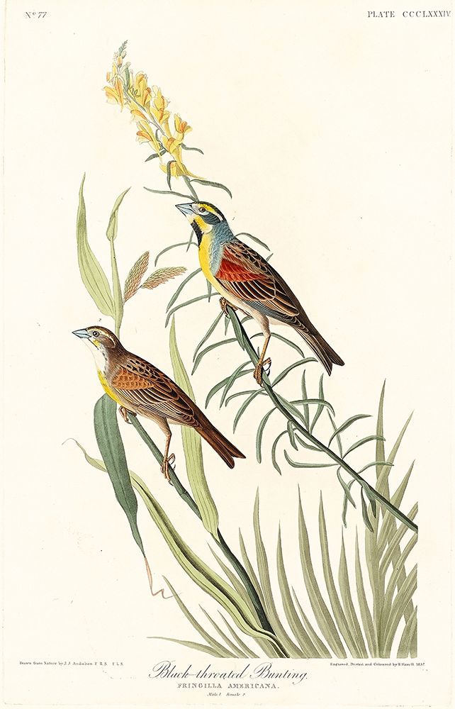 Black-Throated Bunting art print by John James Audubon for $57.95 CAD