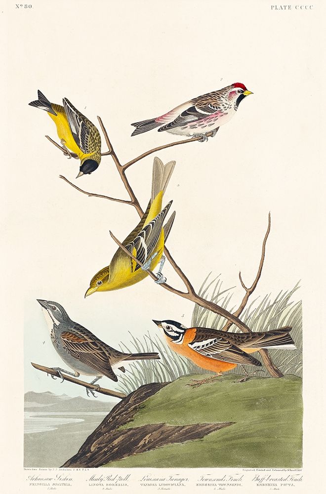 Arkansaw Siskin, Mealy Red-poll, Louisiana Tanager, Townsends Bunting and Buff-breasted Finch art print by John James Audubon for $57.95 CAD