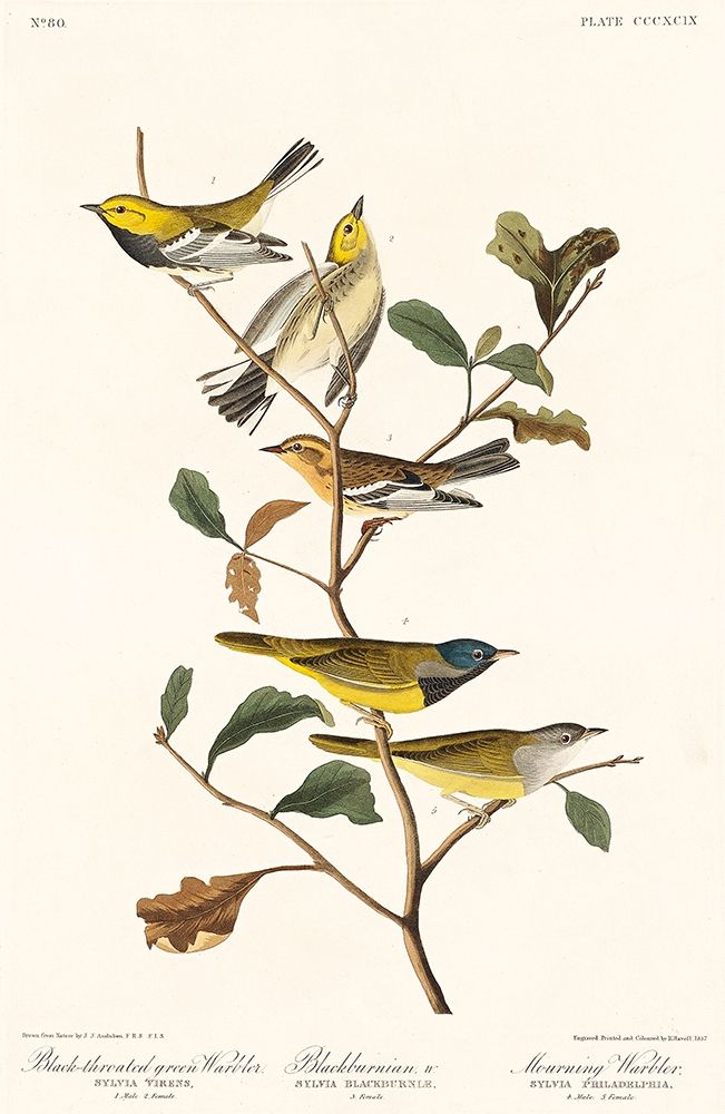 Black-throated green Warbler, Blackburnian and Mourning Warbler art print by John James Audubon for $57.95 CAD