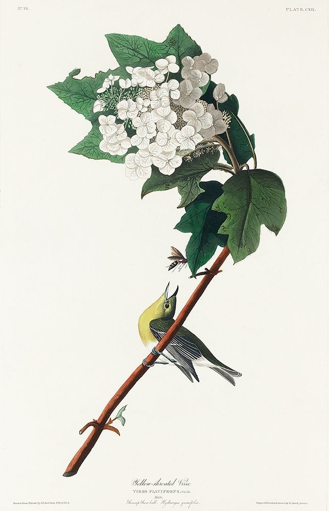 Yellow-throated Vireo art print by John James Audubon for $57.95 CAD