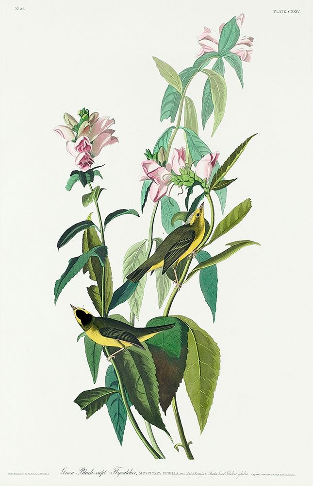 Green Black-Capt Flycatcher art print by John James Audubon for $57.95 CAD