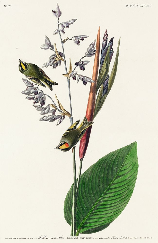 American Golden crested-Wren art print by John James Audubon for $57.95 CAD