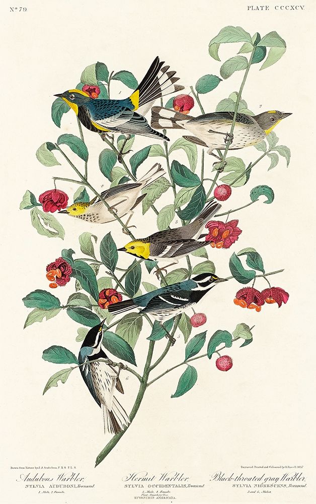 Audubons Warbler, Hermit Warbler and Black-throated gray Warbler art print by John James Audubon for $57.95 CAD