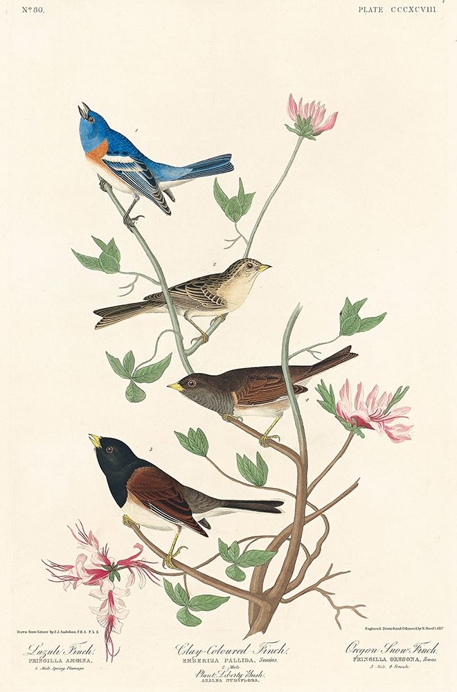Lazuli Finch, Clay-coloured Finch, Oregon Snow Finch art print by John James Audubon for $57.95 CAD